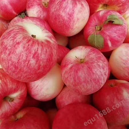 丽江兴禾苹果苗销售  价格美丽 丽江 兴禾农业种植有限公司