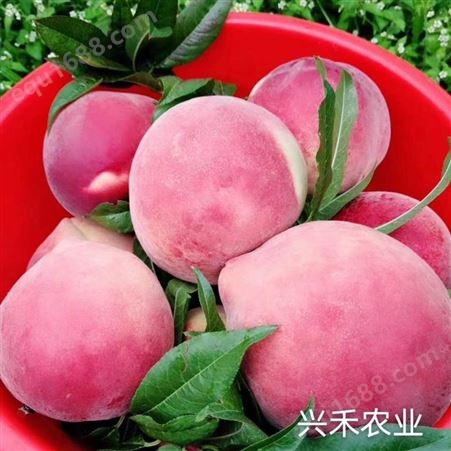 丽江优质雪桃苗 市场报价 厂家供应 丽江兴禾农业种植有限公司