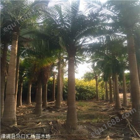 布迪椰子移植苗  场地直销布迪椰子  庭院植物大型树
