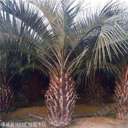 布迪椰子移植苗  场地直销布迪椰子  庭院植物大型树