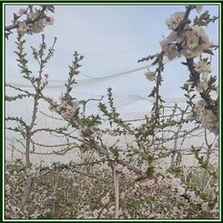 渤西 尼龙防鸟网花园植物保护网果树网池塘网树木网罩