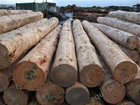 清远松木供应商 专业加工松木 松木厂家