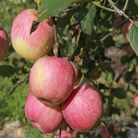 烟富8苹果苗种植技术 云南烟富3苹果苗子基地 华硕苹果苗货到付款