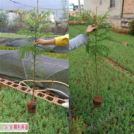 柳杉树的特点 贵州柳杉种苗批发 新品种