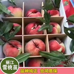 鑫燎三农 丽江大果雪桃苗 供应新品种丽江雪桃苗 自产自销