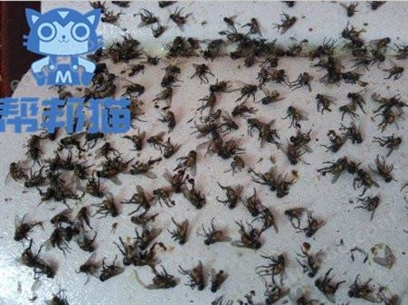 越秀黄花岗灭蚂蚁除老鼠 杀蟑螂 消杀蚊蝇上门价格多少