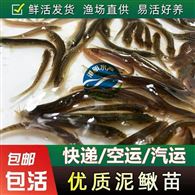 提供泥鳅苗 中国台湾泥鳅苗批发价格 广东渔场供应快大大副鳞泥鳅苗